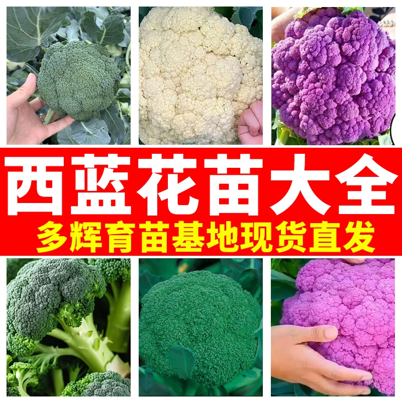 西兰花菜苗松花菜苗带土球基地直发盆栽地栽