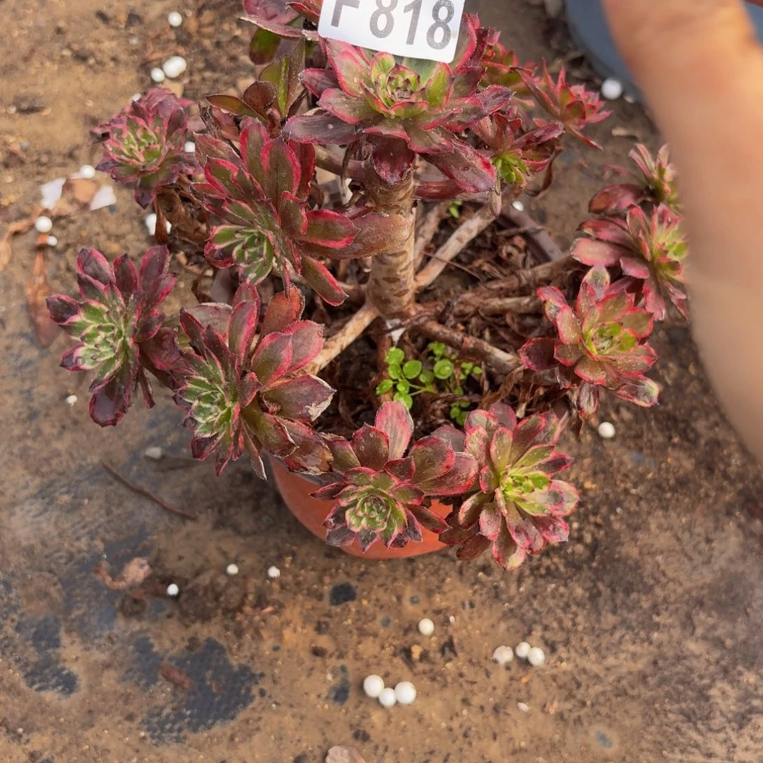 818多肉植物捧花的时候，