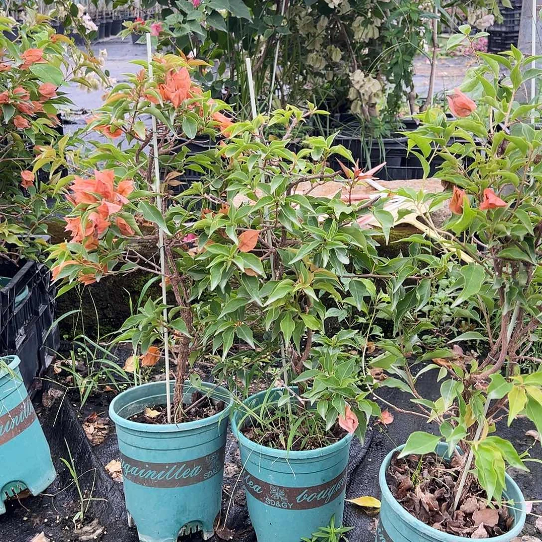 大部分花苞少量开放橙桑巴带竹一颗