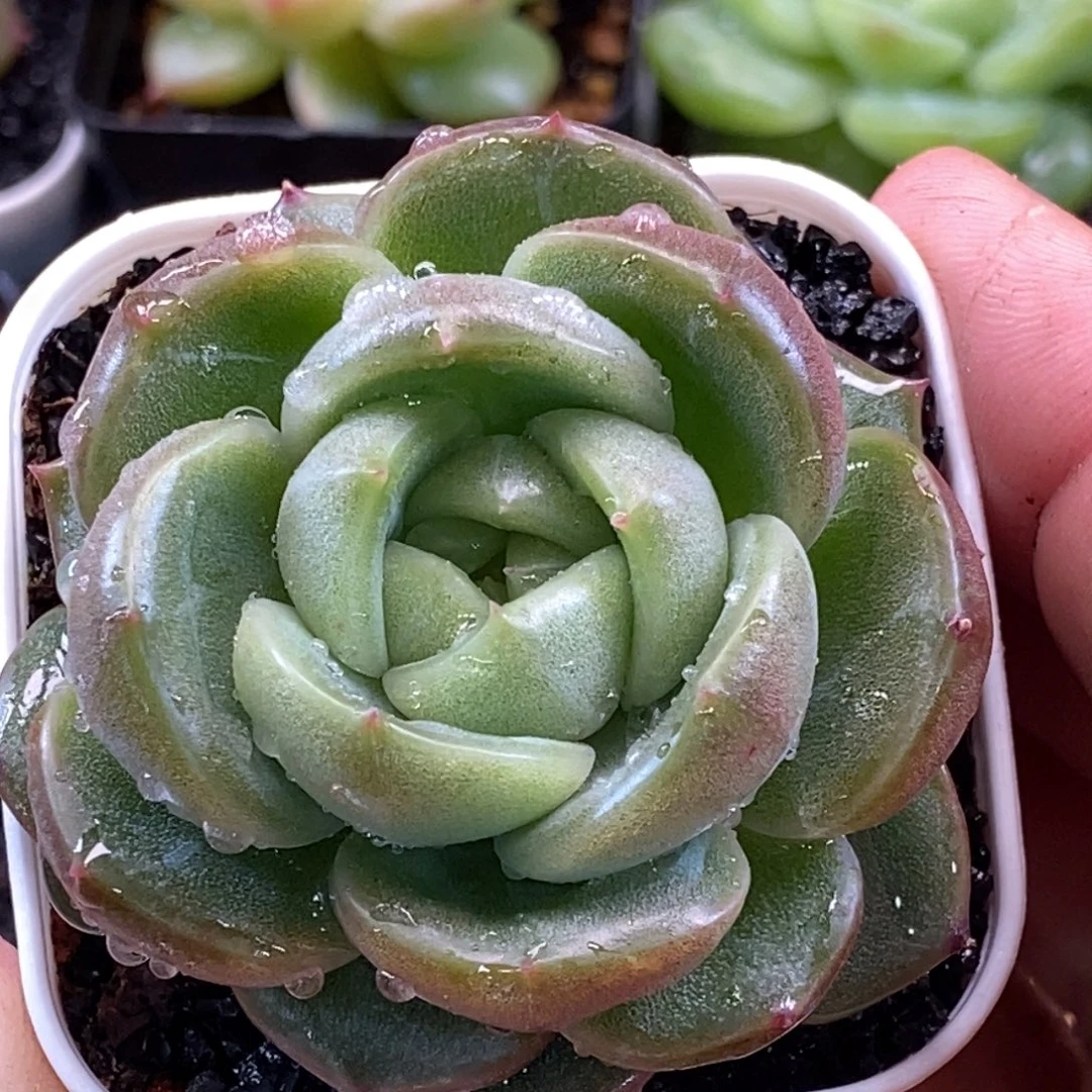 天官赐福百无禁忌