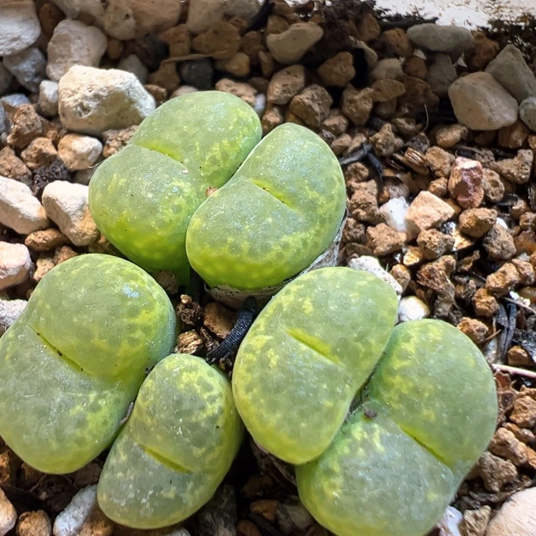 52多肉植物百科知识