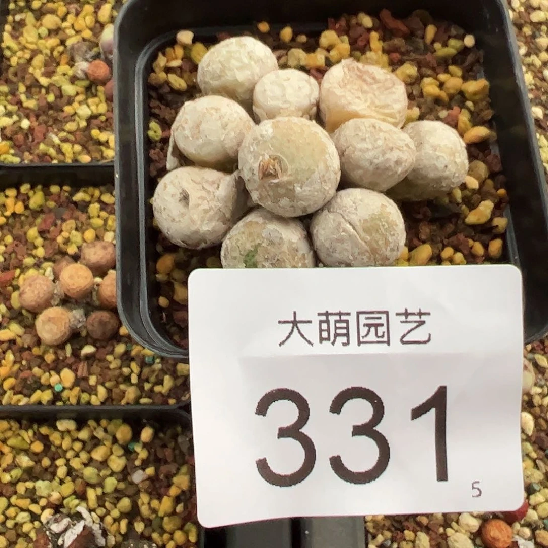 0000331 一物一拍母本青团脱土发