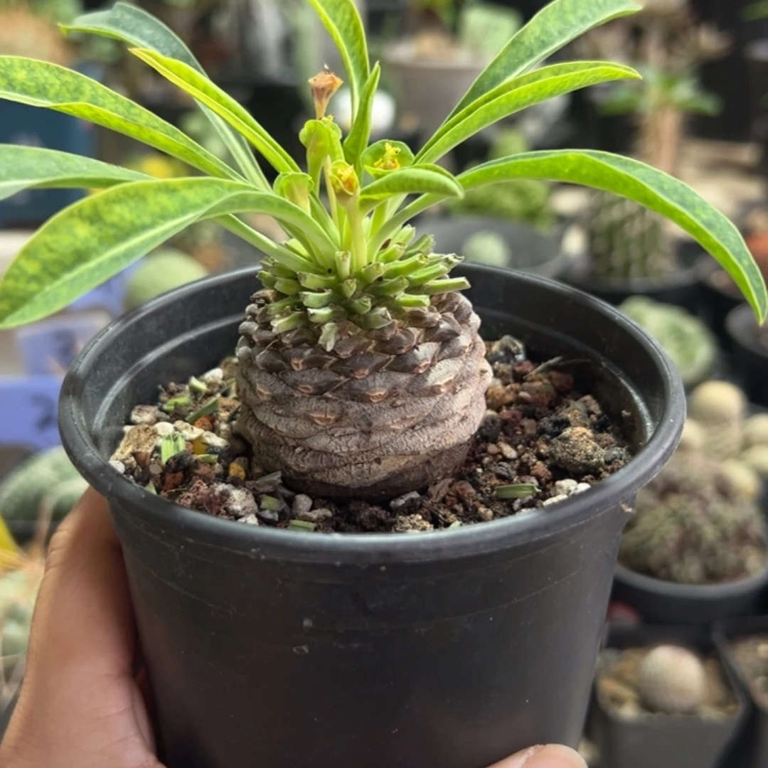 母铁甲丸带盆1111111111