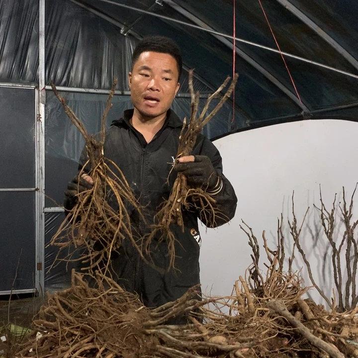 无花朵魏紫牡丹一物一拍