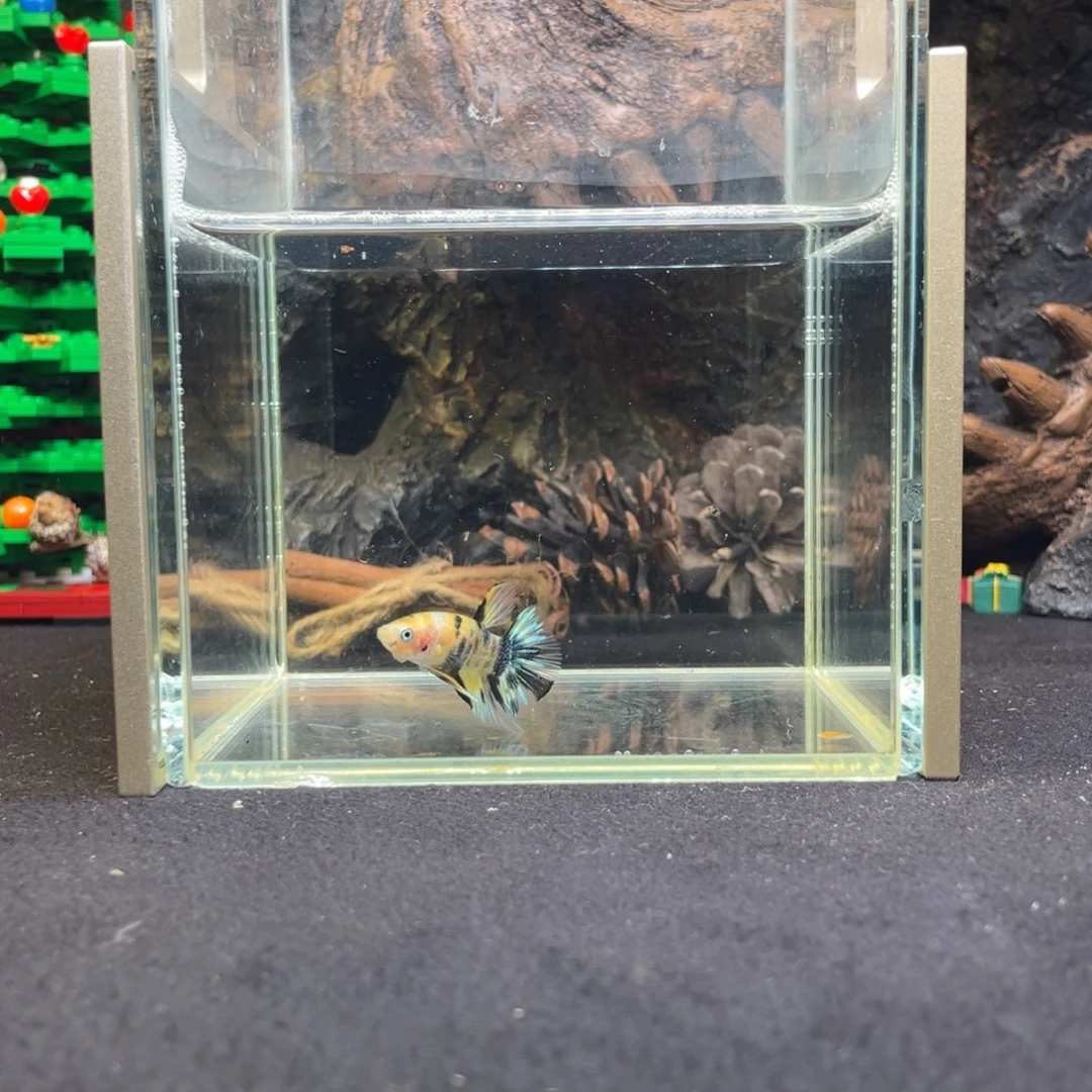 斗鱼十二月十一日竞价