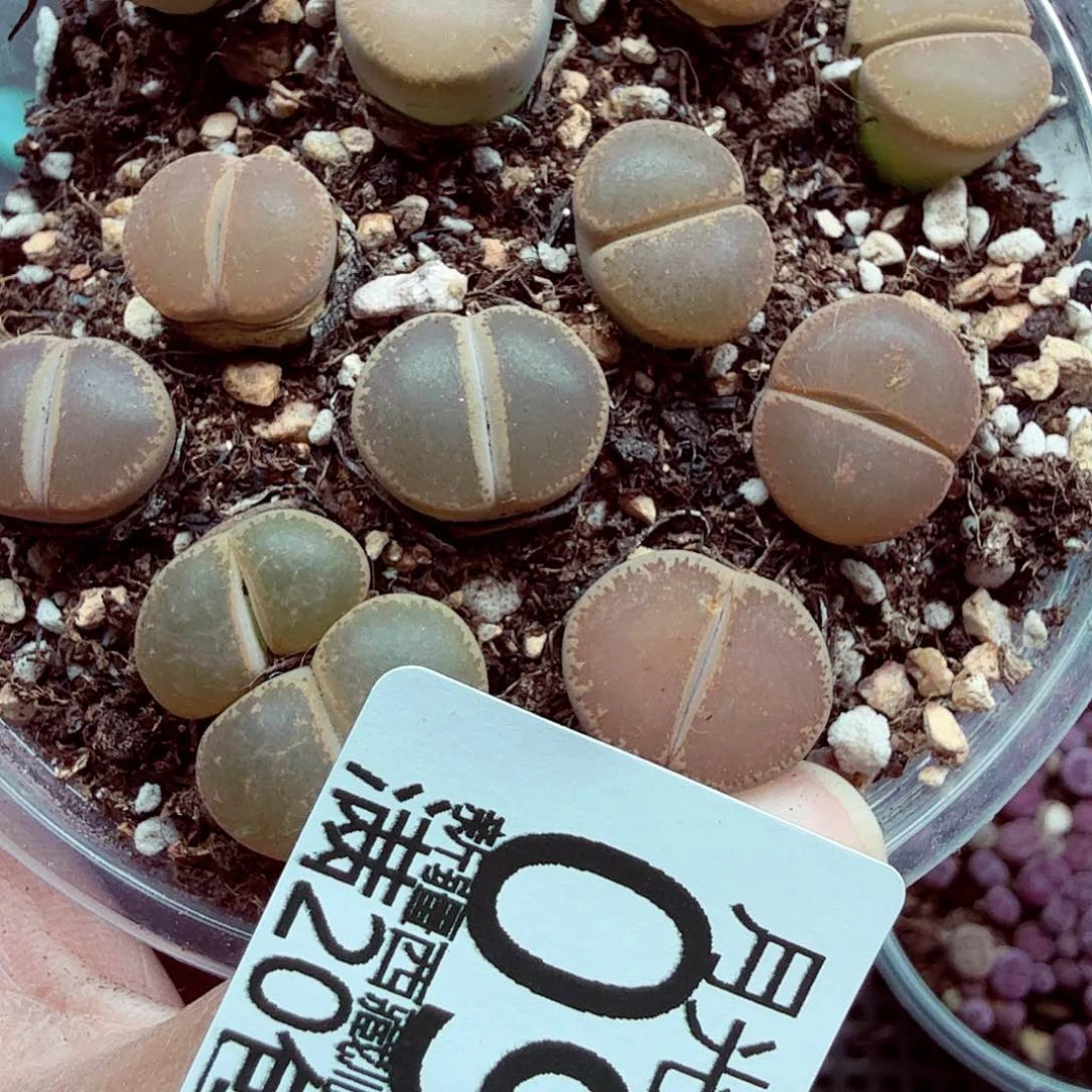 哈哈哈你真的会有097