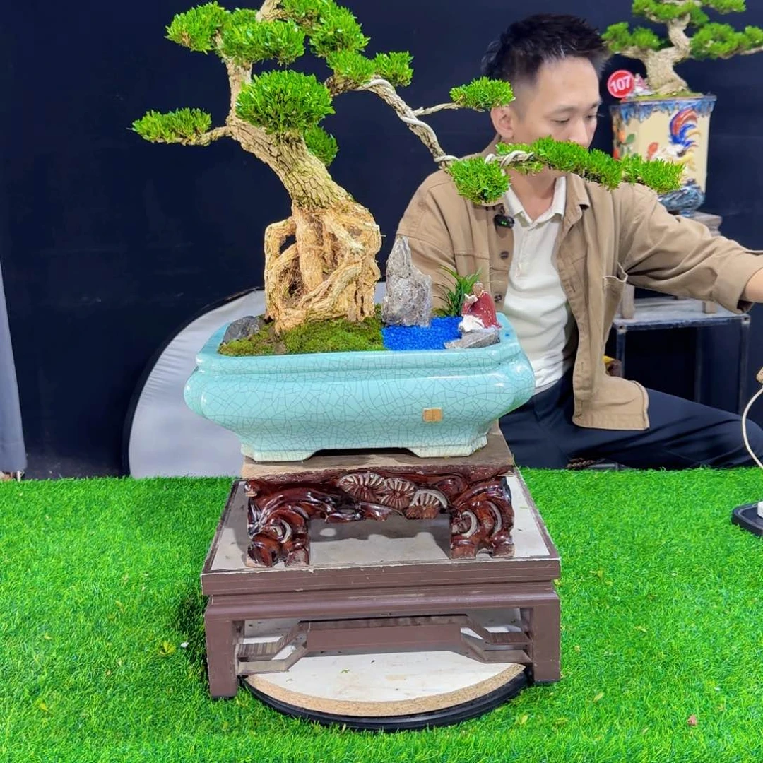当前无花朵，栽培后可花朵