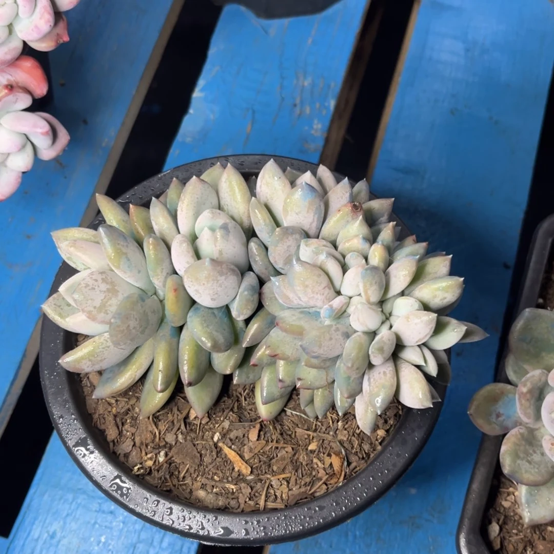 小雨多肉胖美人缀化