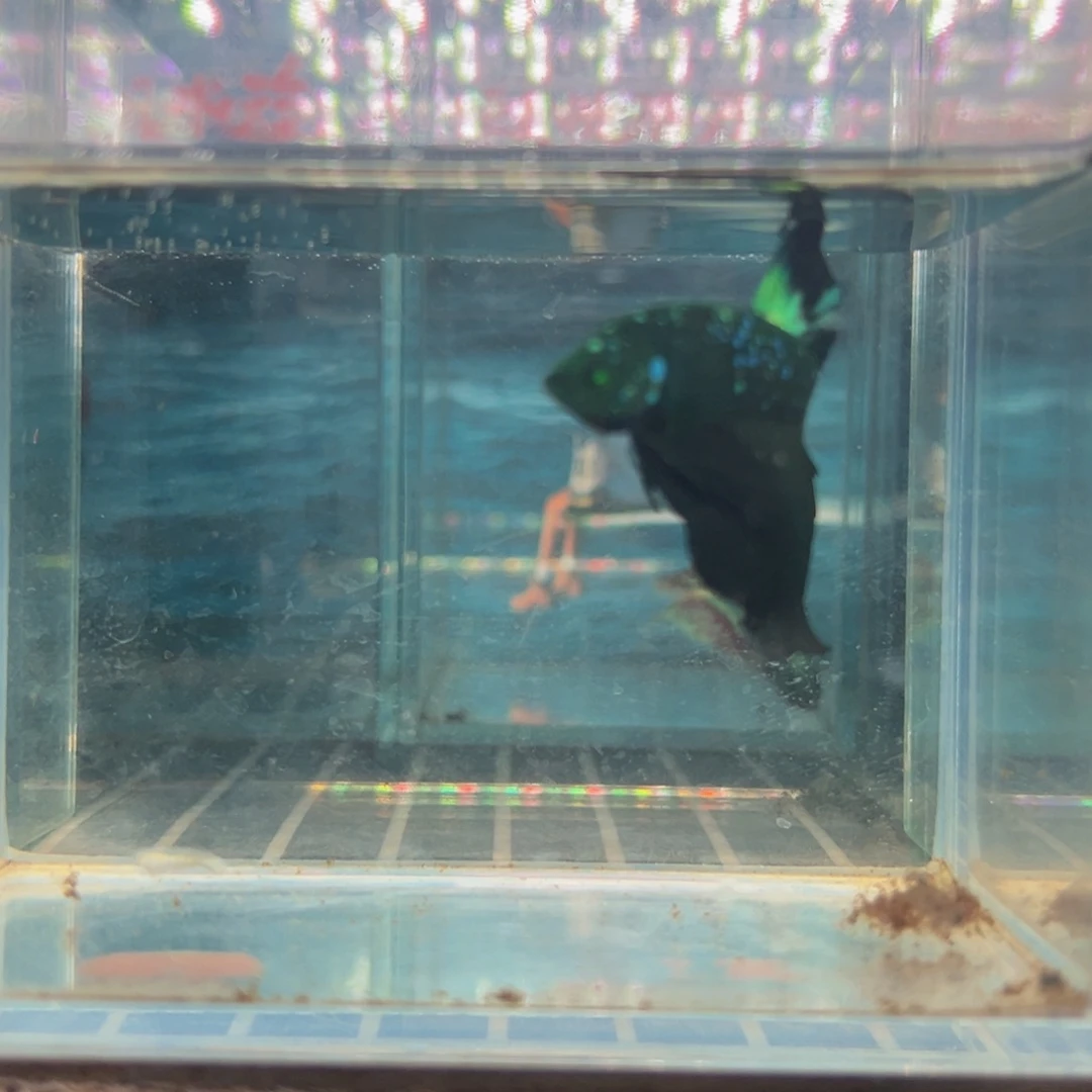 海水鱼热带鱼斗鱼11号
