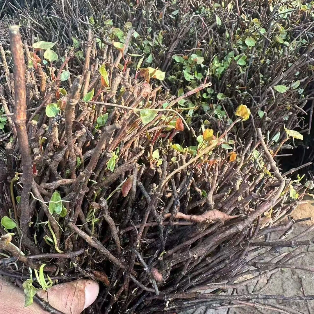 现挖新鲜正宗何首乌苗改良高产量 赤何首乌 何首乌枝条苗