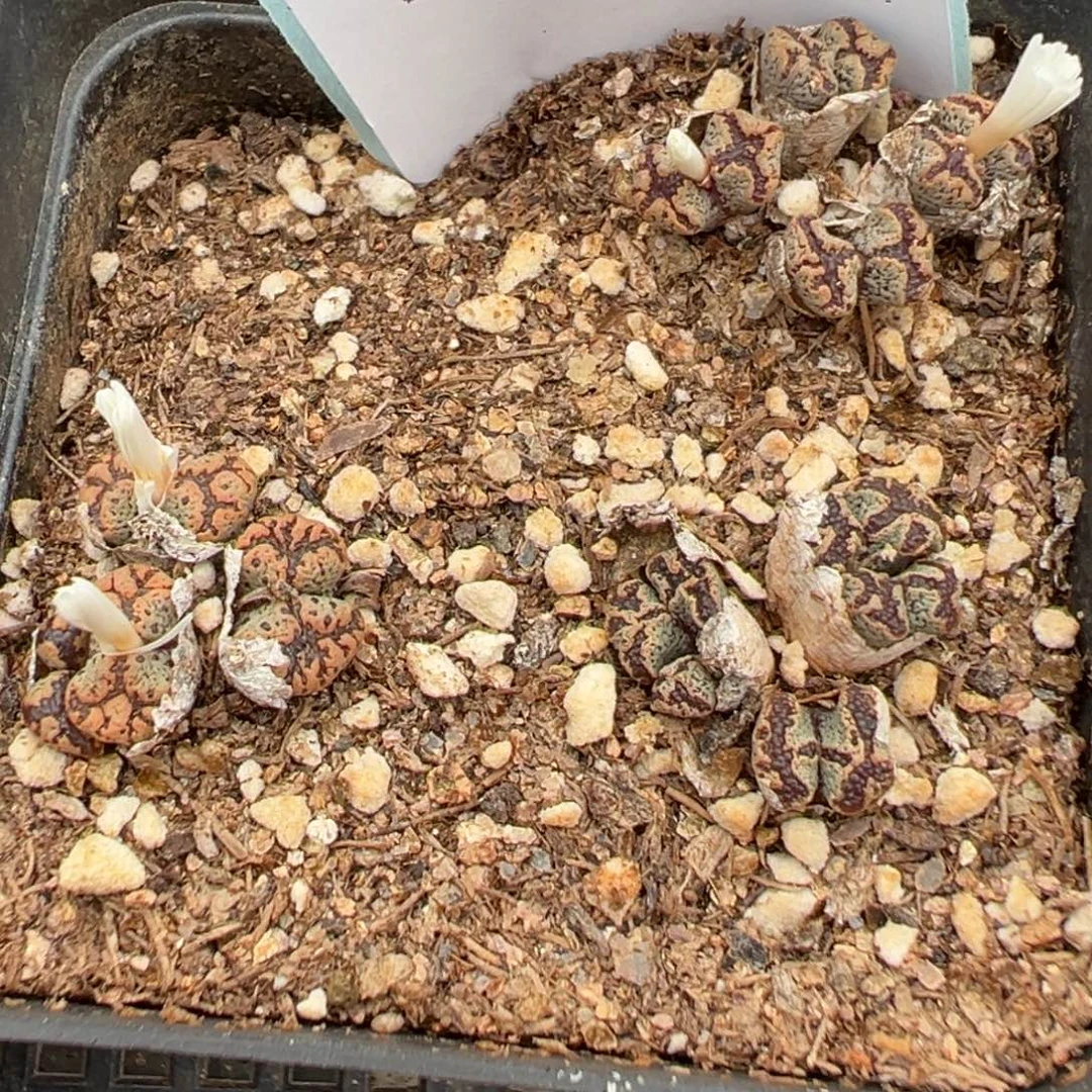 19-54肉锥多肉植物
