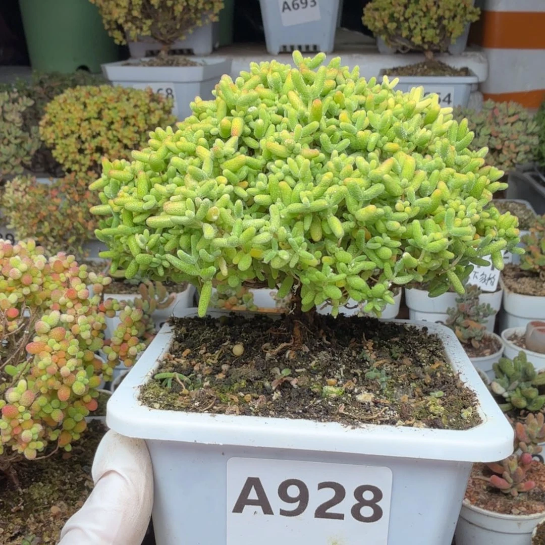 资***家A928蜜橘糖球尺寸12厘米