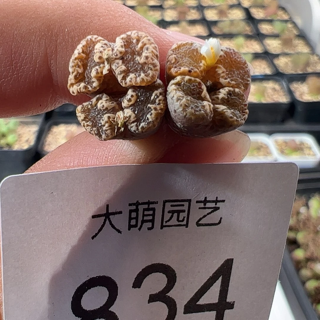 一物一拍。    834