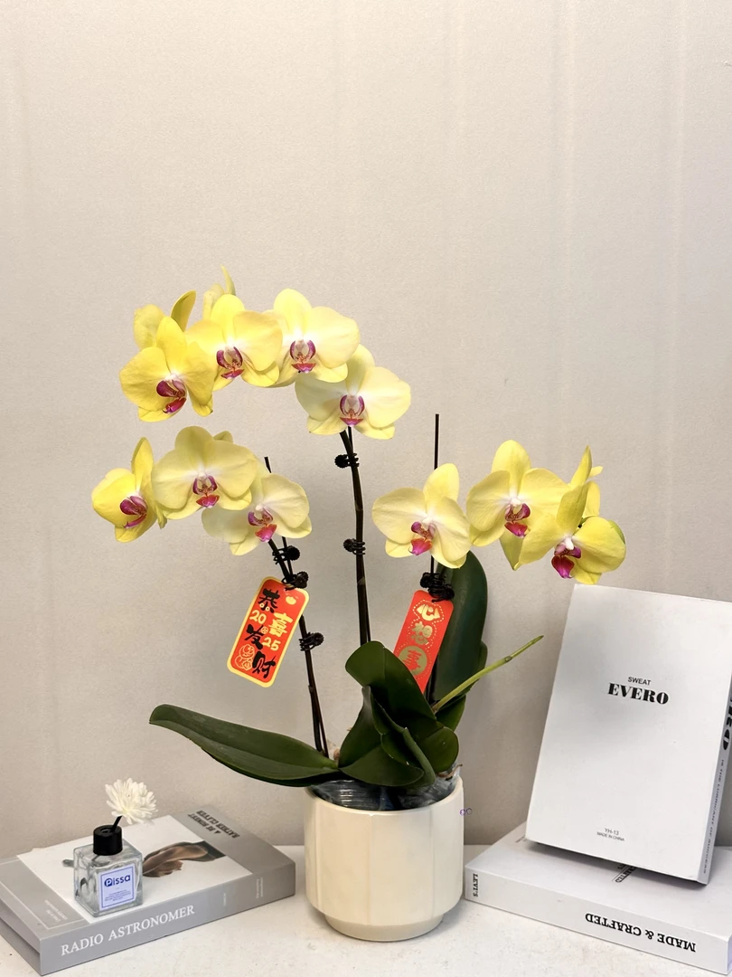 蝴蝶兰【富乐夕阳】真花 秋冬耐寒花卉 四季开花 多样性发货