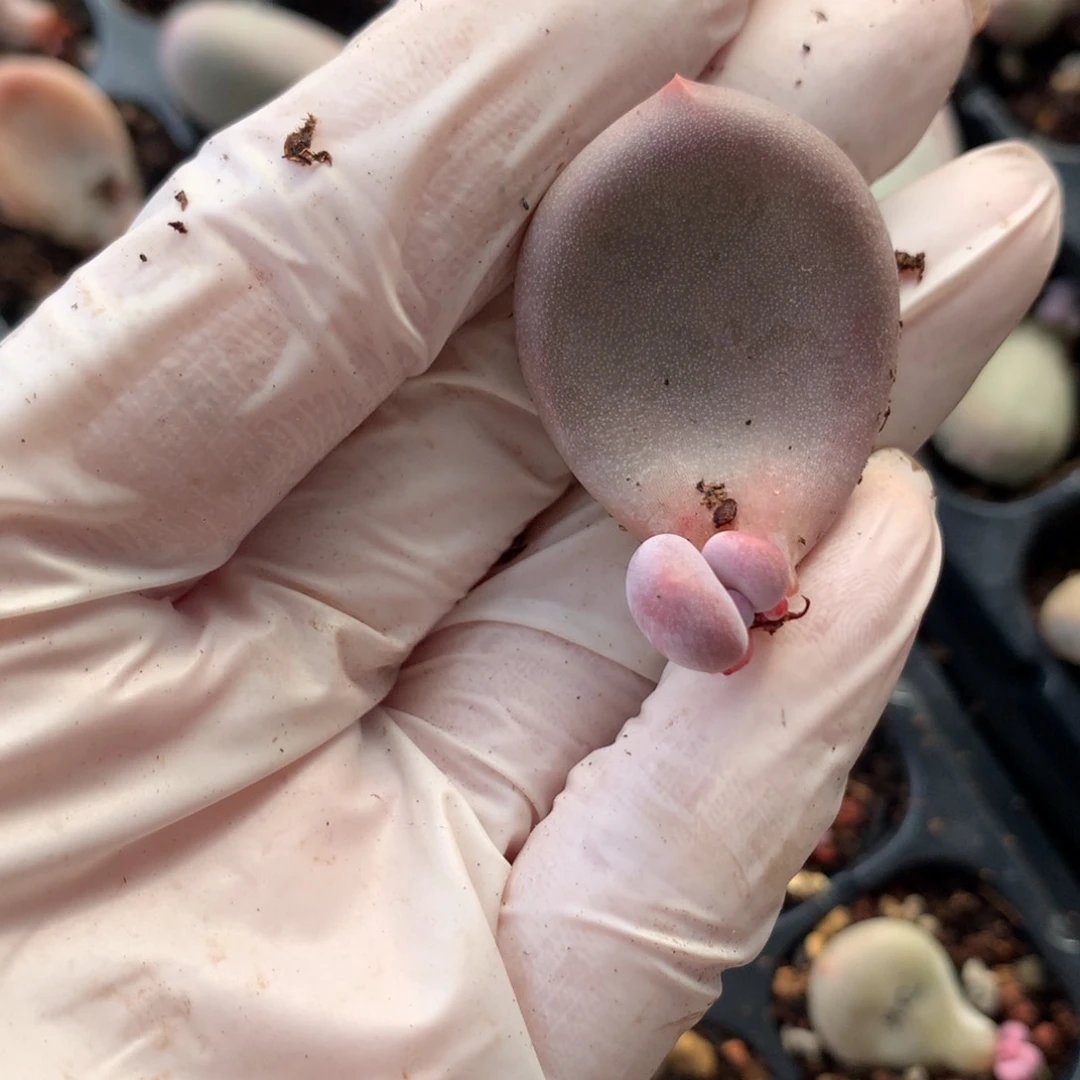 大叶奶酪多肉大叶奶