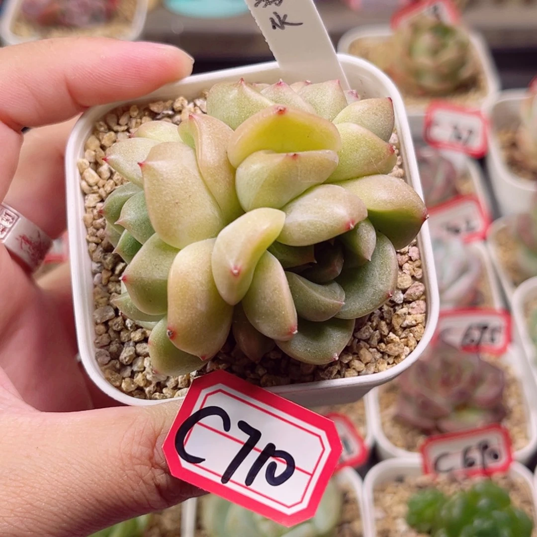 C710 一物一拍 18包邮 弱水