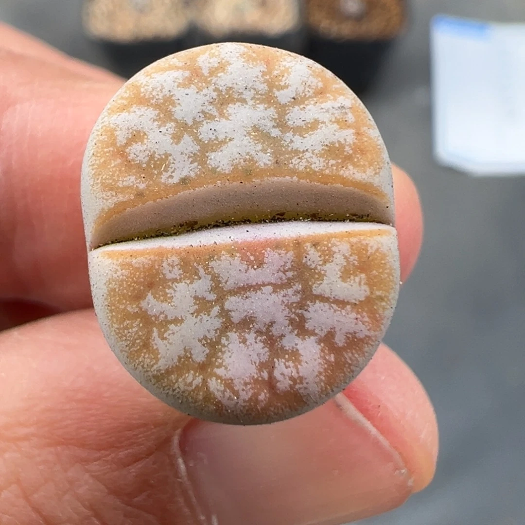 10.20好看的多肉脱土发货034