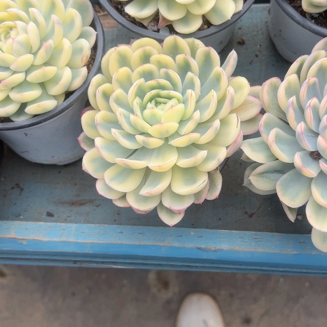 精品多肉植物老桩