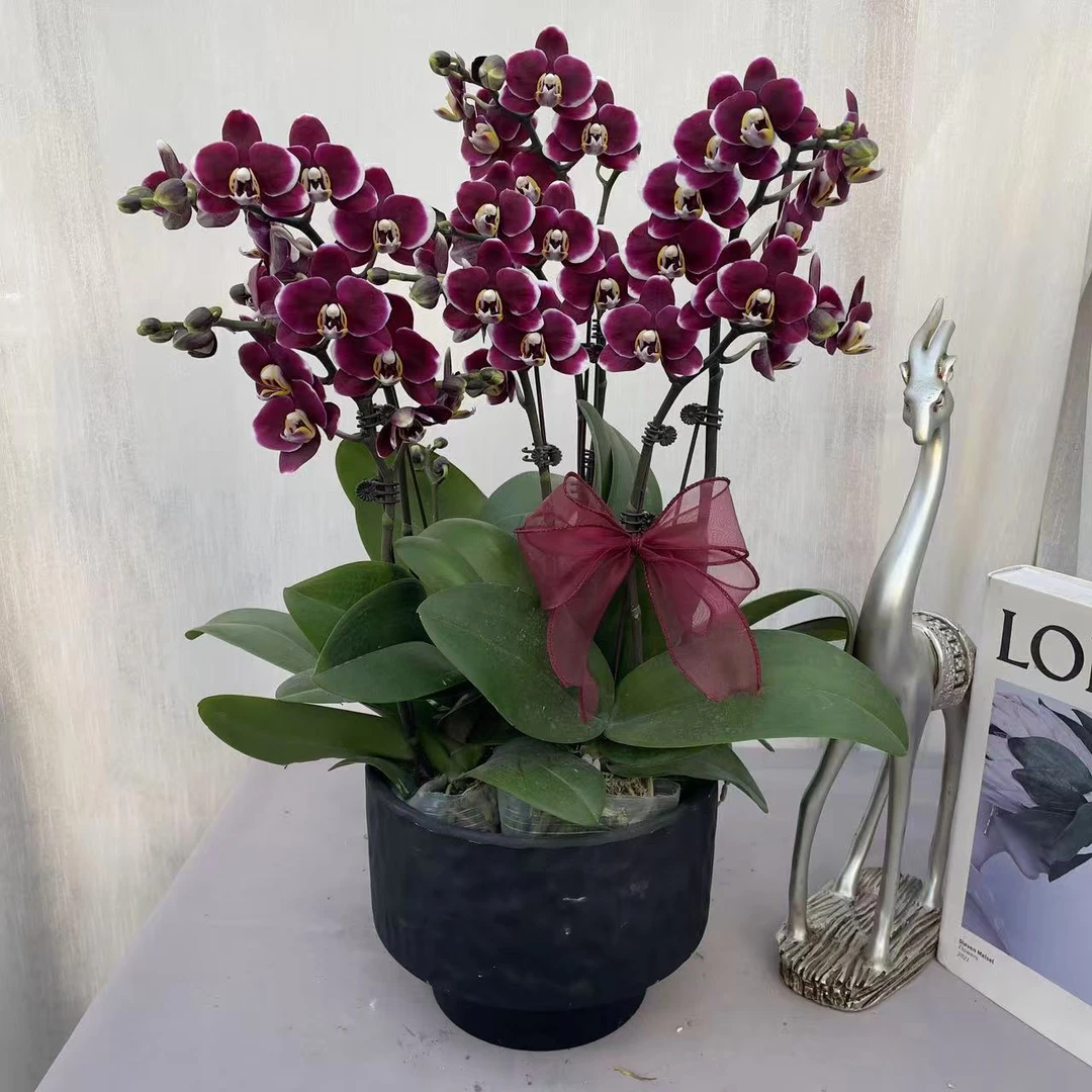 一物一拍如图《巧克力》精品蝴蝶兰 稀缺精品黑色系 室内高端花卉