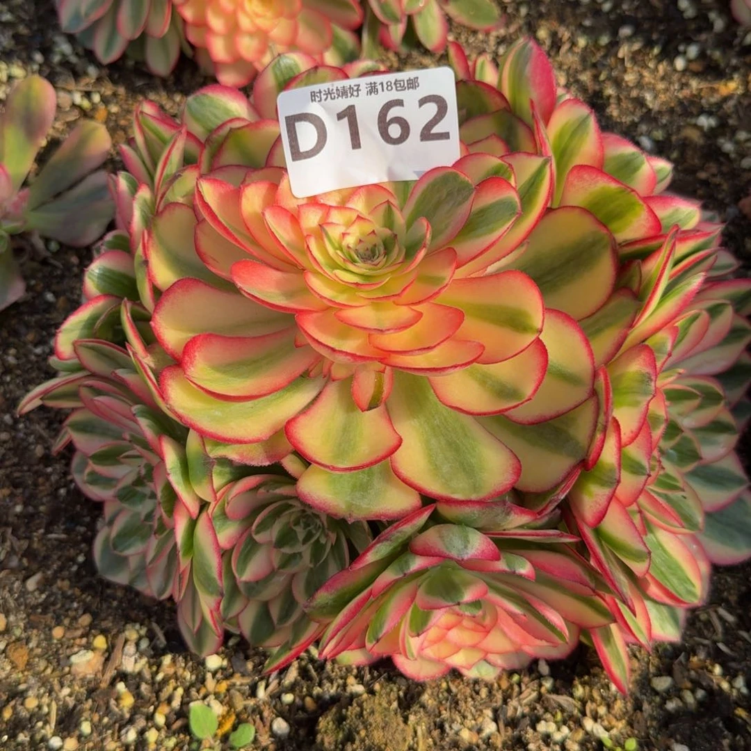 162荔枝。多肉植物