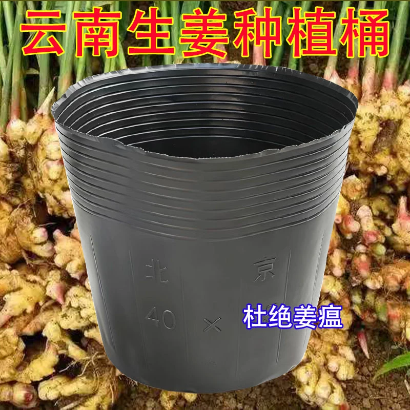 生姜种植桶生姜种植袋生姜育苗盆加厚塑料营养钵生姜育苗杯育苗桶