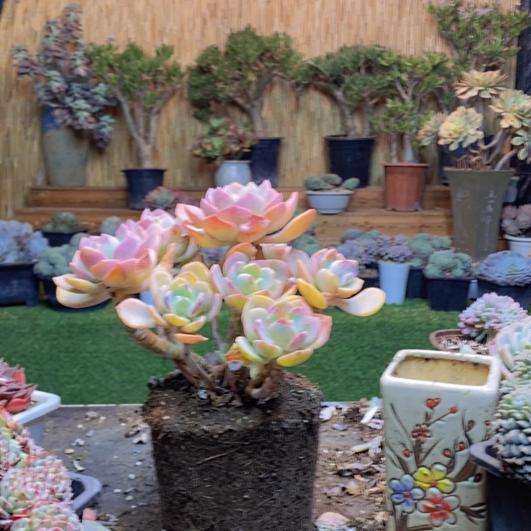 夏*D44号白月光多肉