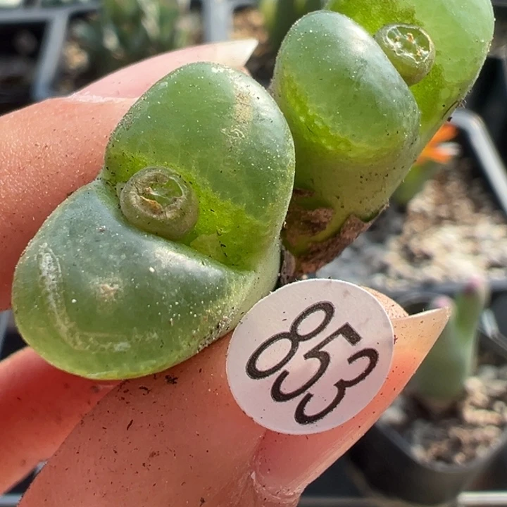 853干这颗多肉有点好看