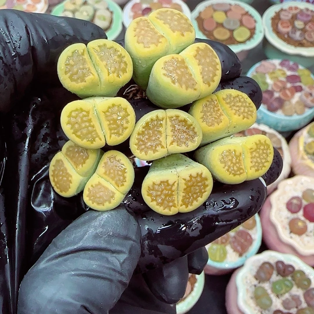 生石花满18包邮1230-25