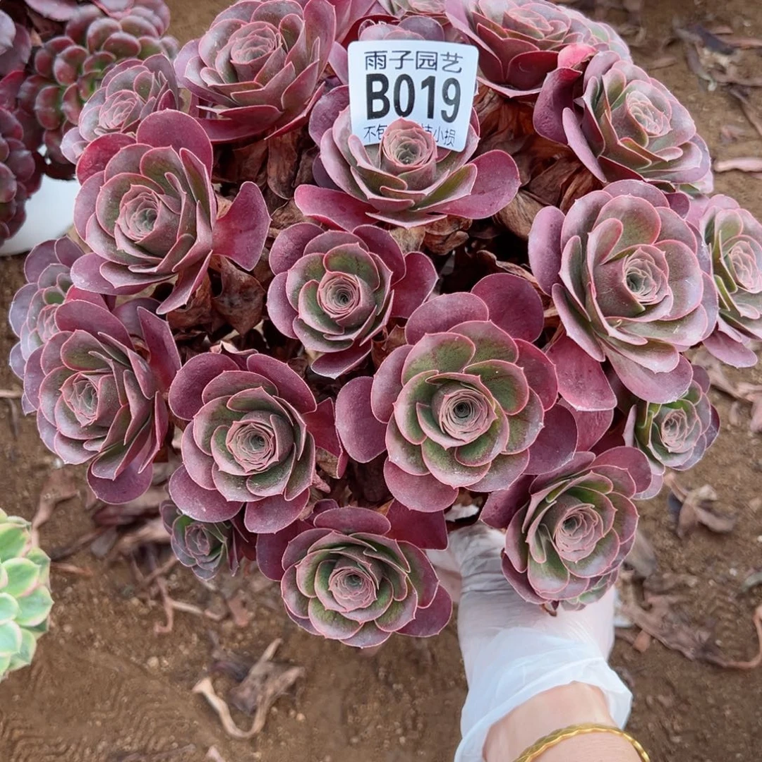 019魅金玫瑰尺寸25左右