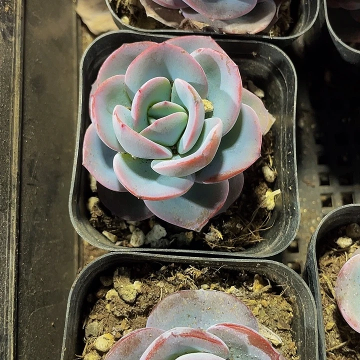 布鲁蓝2.8带盆土发