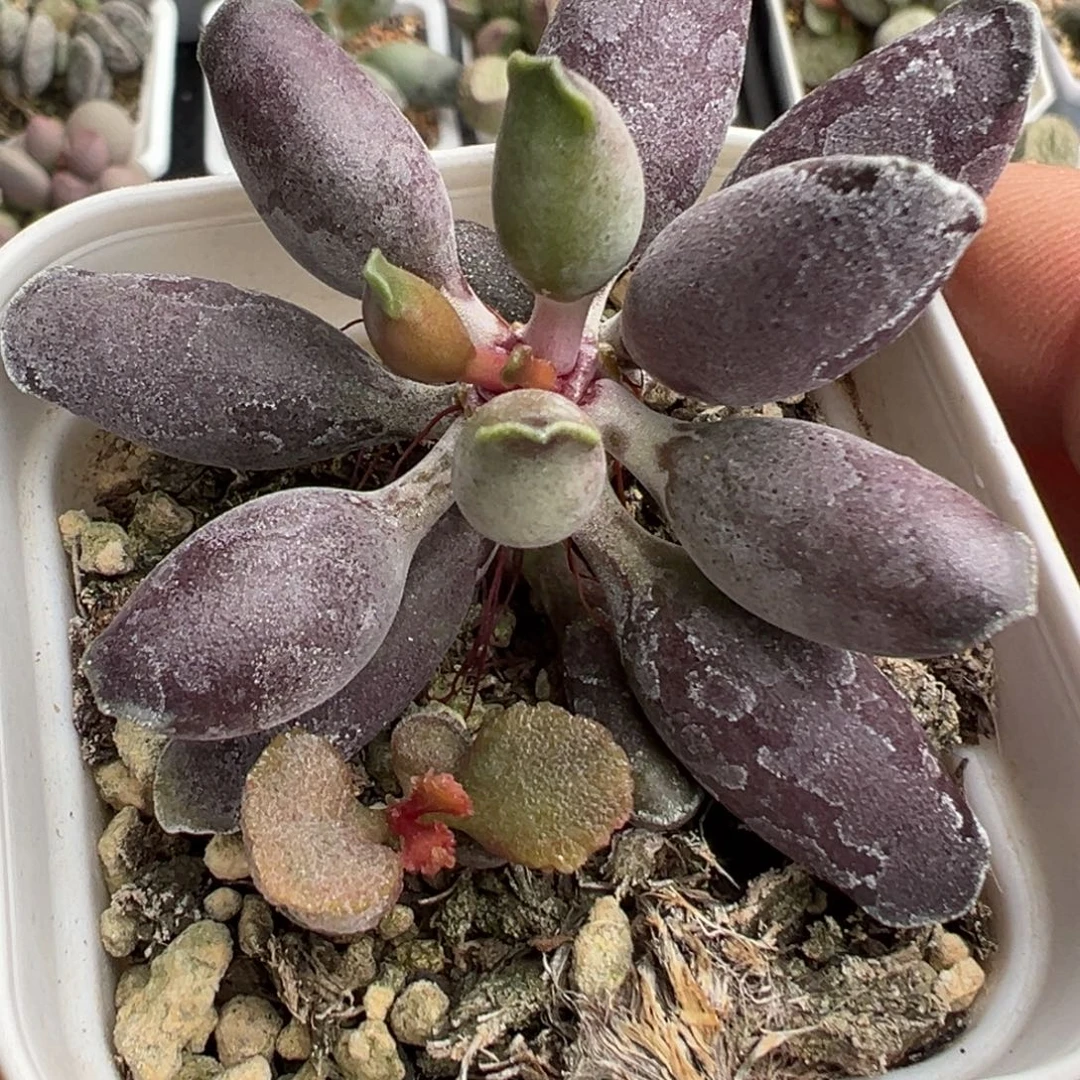艺伎海豹老桩多肉植物水泡