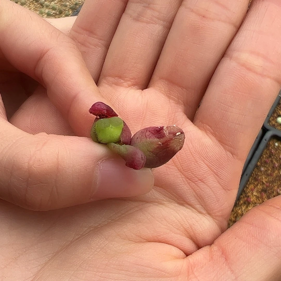 0000量拍母本雪，茄1颗老皮皱