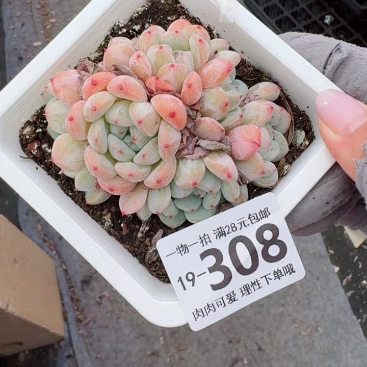 雪爪无盆土发货无盆土无