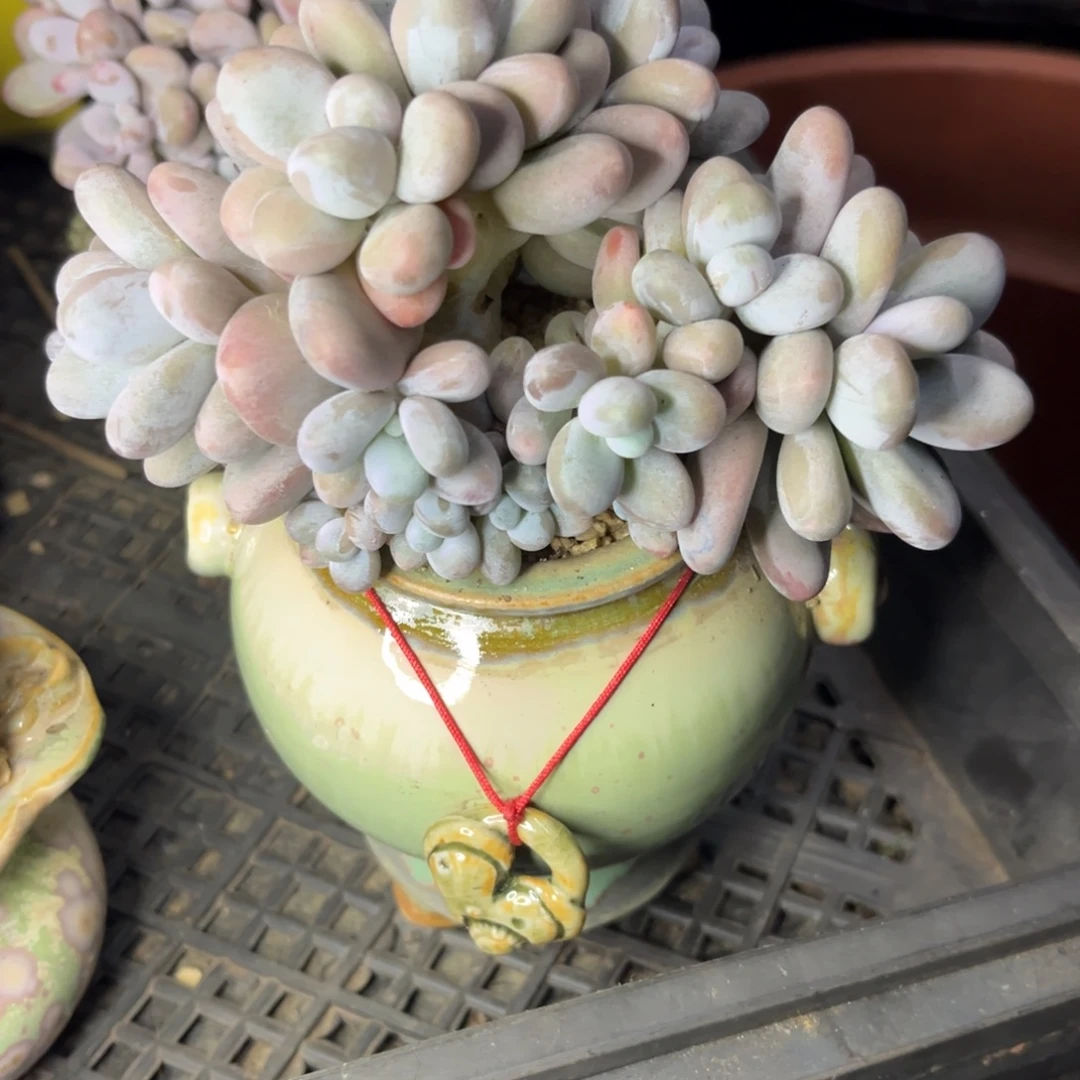 淡黄乃群小雨多肉