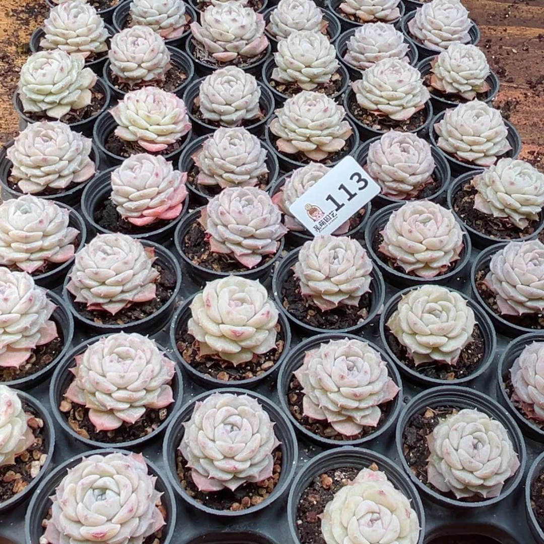 顺****好多肉植物多肉植物