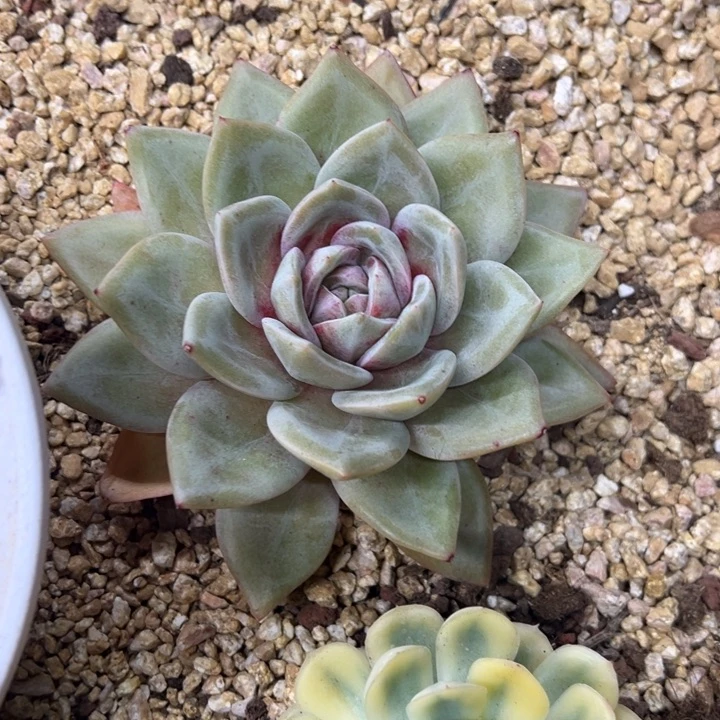 德国香槟 夏鸣园艺