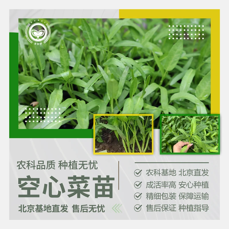 农科院空心菜苗四季三叉空心菜大叶柳叶蕹菜高产割茬阳台盆栽种苗
