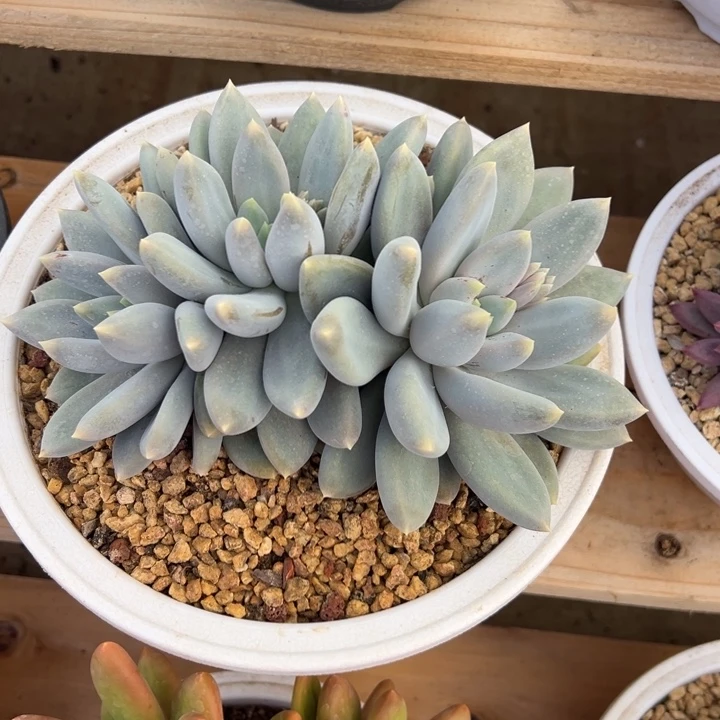 哥特萝莉 夏鸣园艺