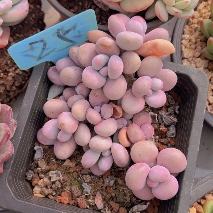 健健康康平平安安