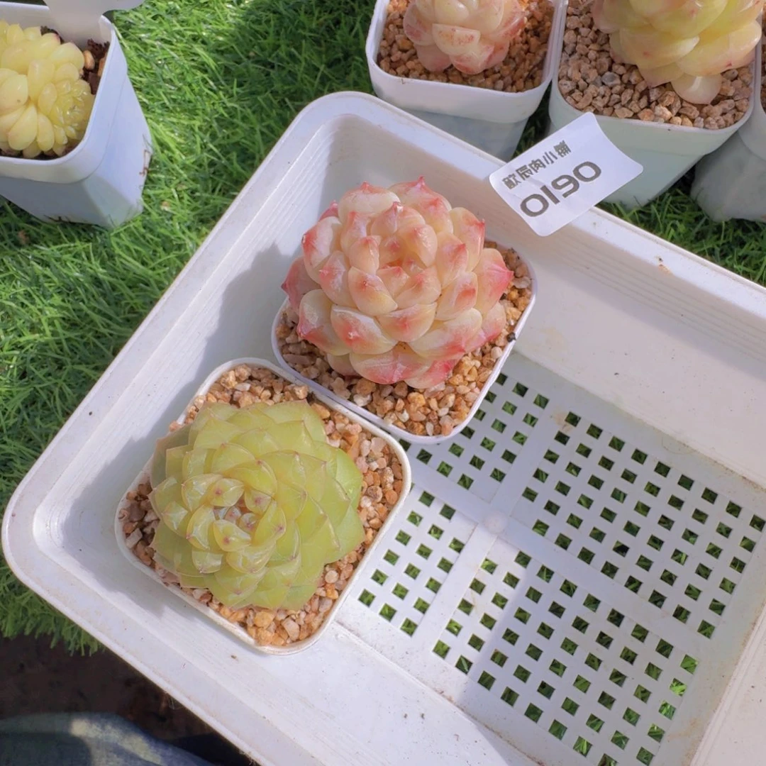 九****多肉植物杂交两颗0190