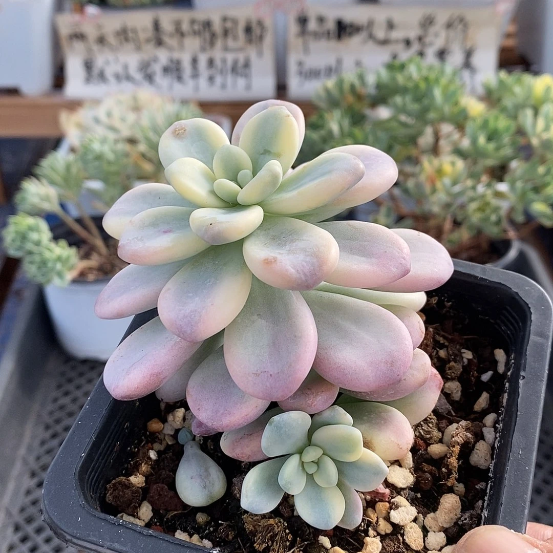 10176 洛神锦带崽 5 天后发货