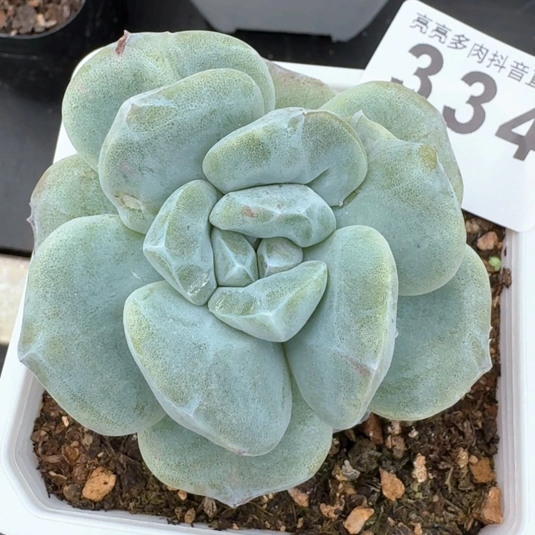 石化冰玉         多肉植物