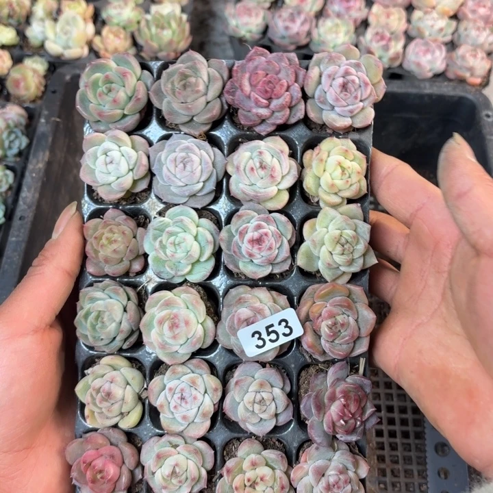 向***红353。