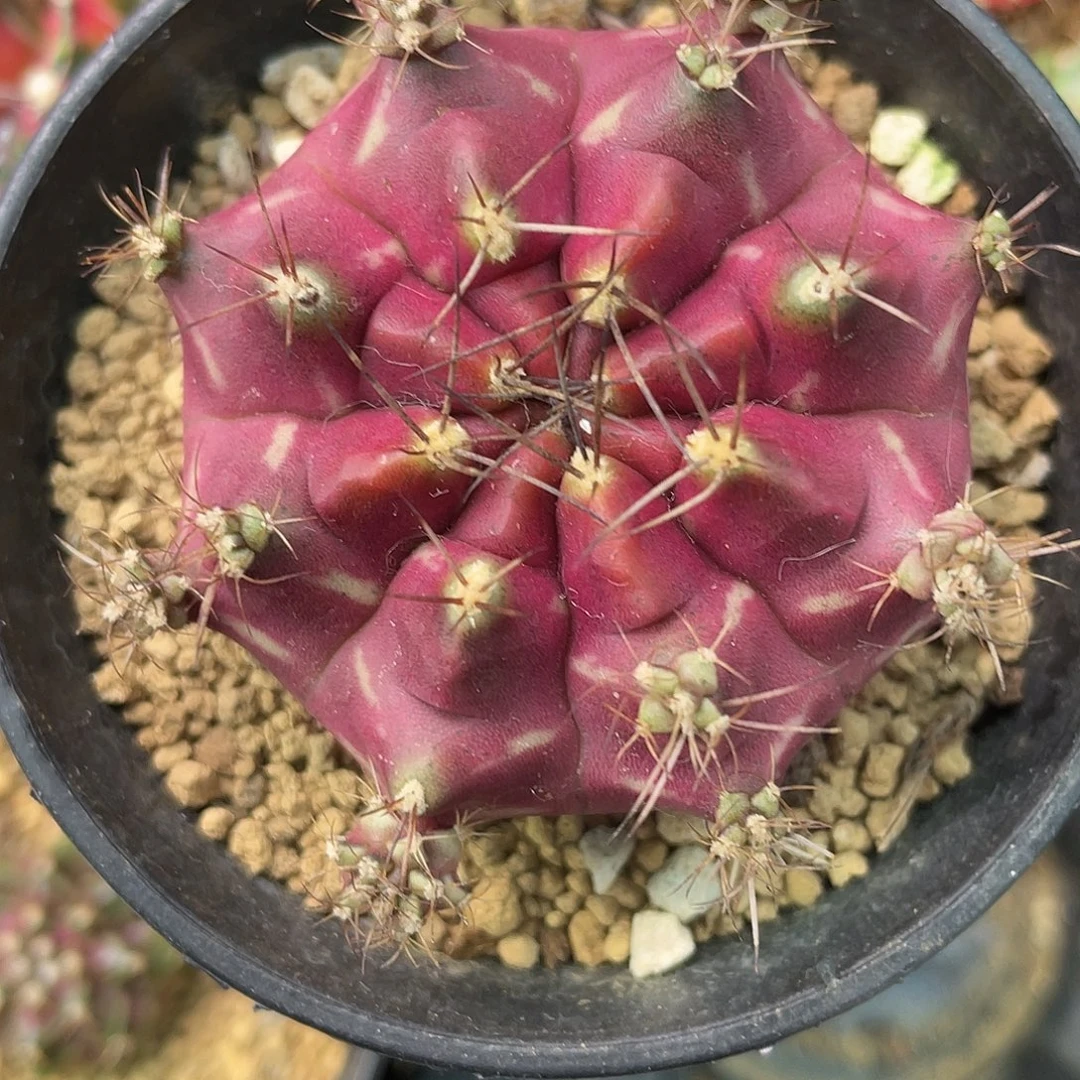 1-292米哈锦5.4厘米