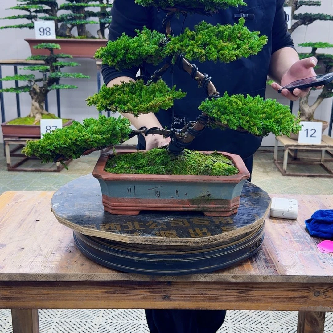 无花朵柏树造型盆景