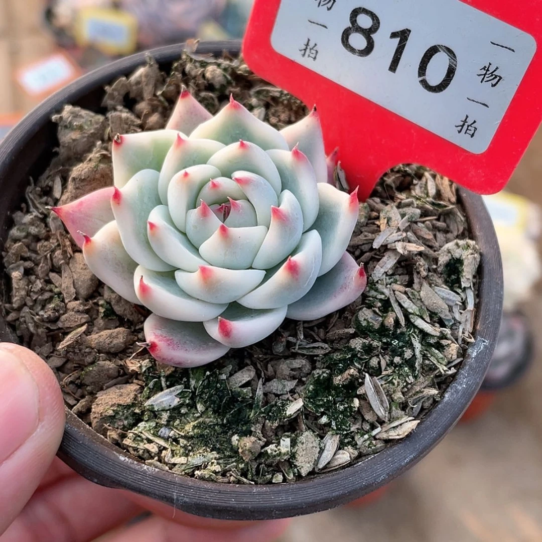 【闪购商品】810号