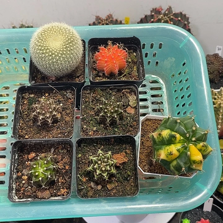 一筐7颗40米——元旦福利