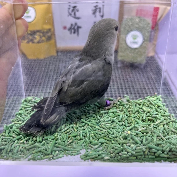 牡丹鹦鹉-独立墨绿金顶母L8450