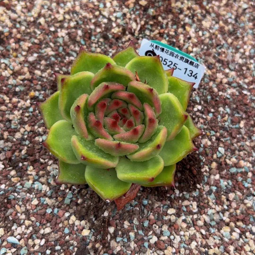 飞**天多肉一物一拍0525-134