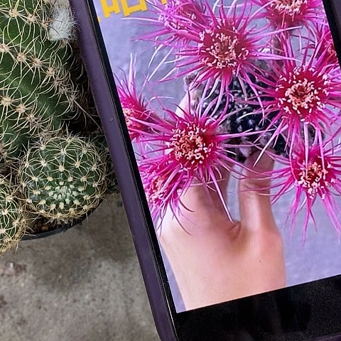 昭和丽花仙人球，wtuioo